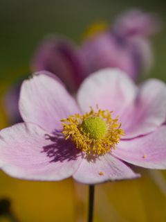 Anemone Flower Bud