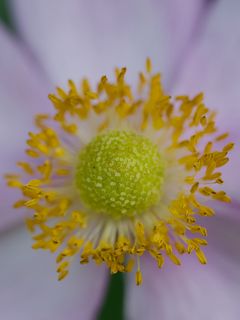 Anemone Flower Macro