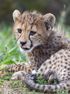 Cheetah Cub Predator