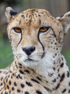 Cheetah Predator Glance