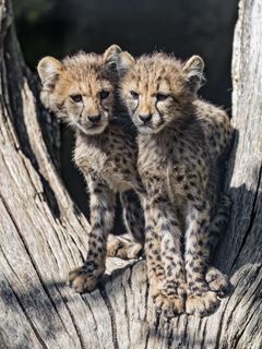 Cheetahs Cubs Predators
