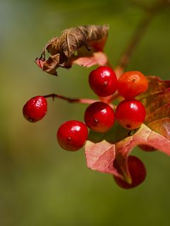 Cornel Cherry Berries Leaves