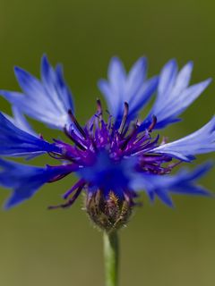 Cornflower Petals Flower