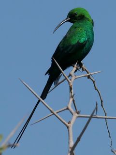 Nectarfeeding Bird Bird Male