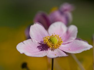 Anemone Flower Bud (320x240)