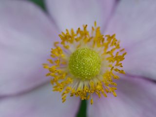 Anemone Flower Macro (320x240)