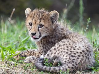 Cheetah Cub Predator (320x240)