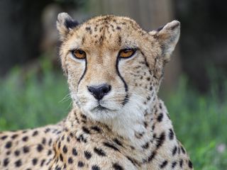 Cheetah Predator Glance (320x240)