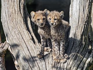 Cheetahs Cubs Predators (320x240)