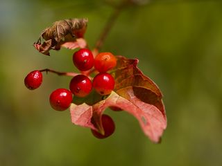 Cornel Cherry Berries Leaves (320x240)