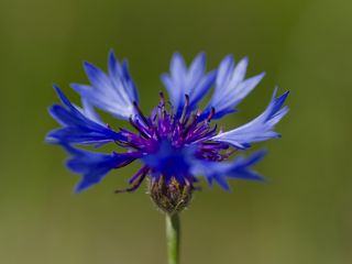 Cornflower Petals Flower (320x240)