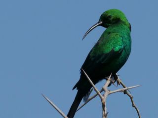 Nectarfeeding Bird Bird Male (320x240)